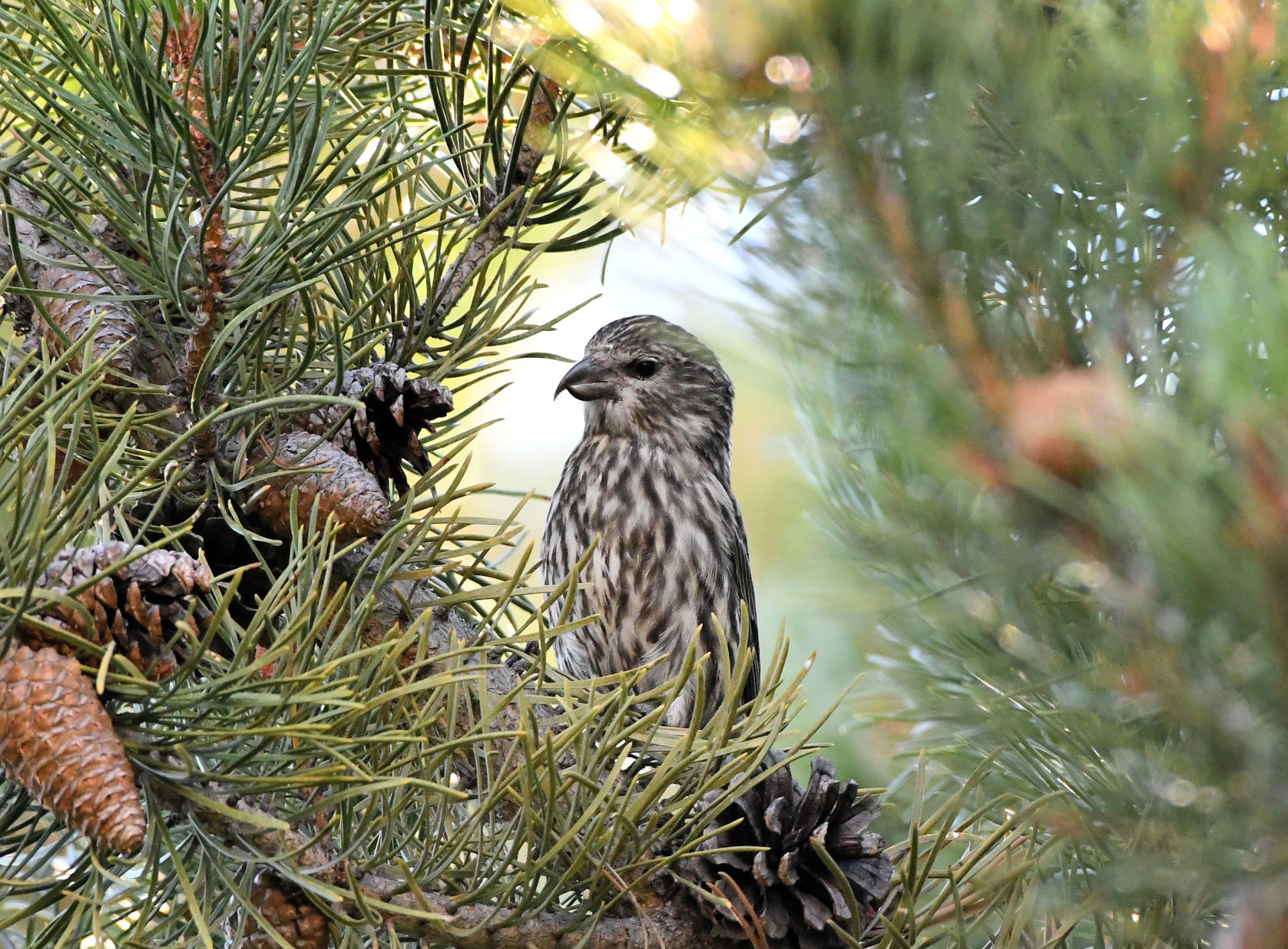The Cassia crossbill